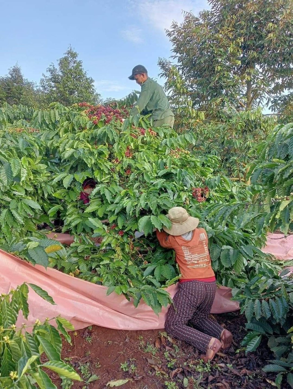 Hình ảnh thu hoạnh